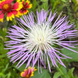 Guided Tour: What's in Bloom?