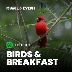Birds & Breakfast