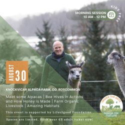 Inside the Gate: Knockvicar Alpaca Farm, Co. Roscommon (Morning)