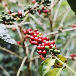 Coffee Plant ready to be picked