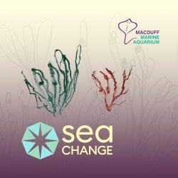 Graphic poster with two seaweed-looking squiggles on a pale yellow background. The Sea Change logo and MacDuff Marine Aquarium logo are on the bottom..