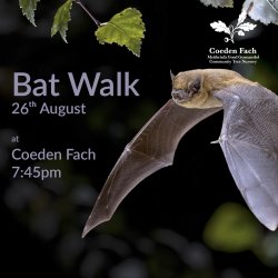 Bat Walk