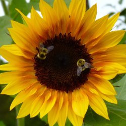 Gather & Grow Tour: Climate Resilience & Food Access at Rogers Farm Demonstration Garden