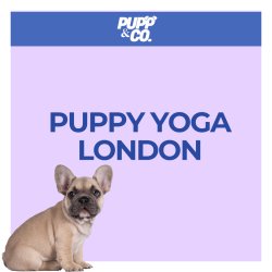 Puppy Yoga