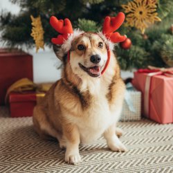 Santa Paws 2026