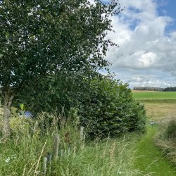 A hazel hedge alongside a grassy track to a field.