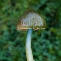 Mushroom Foraging Walk