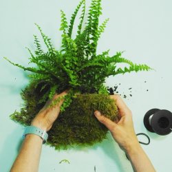 The Art of Kokedama - Making Plant Planets at The Crooked Tap