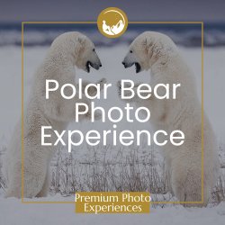 Premium Polar Bear Photo Experience