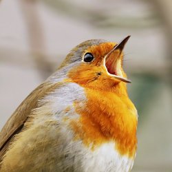 Nest Box Building