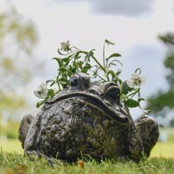 Frog Pots