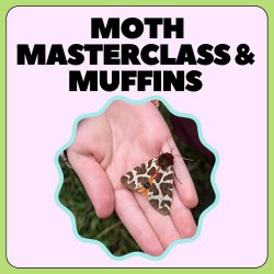 Summer Fun at Sandwich Bay: Moth Masterclass & Muffins
