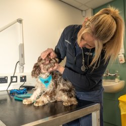 Barney and Bella Vets - Pet First Aid Training