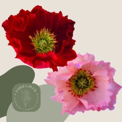 Crepe Paper Icelandic Poppy Workshop