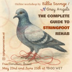 The Complete Guide to Stringfoot Rehab