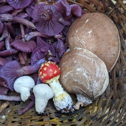 Mushroom Foraging Walk