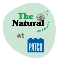 The Natural Network at Patch