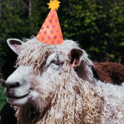 Birthday Party at the Farm