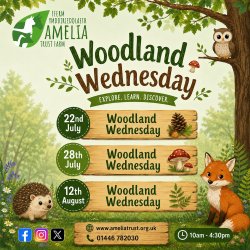 Woodland Wednesday