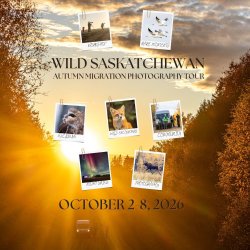 Wild Saskatchewan: Autumn Migration Photo Tour.