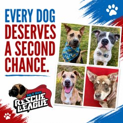 Sponsor an Adoptable Dog
