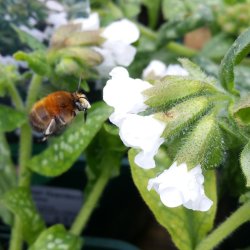 Bee Identification For Gardeners (and Planting for Pollinators) Workshop with Benny Hawksbee