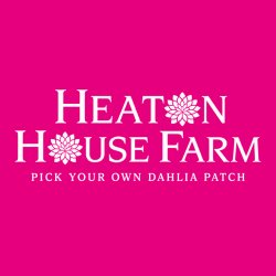 Pick Your Own Dahlias 🌸Dahlia Patch at Heaton House Farm