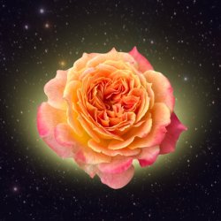 SHINE BRIGHT - 2026 Core Wound Healing Retreat