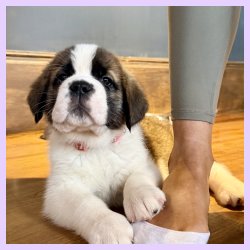 Puppy Yoga