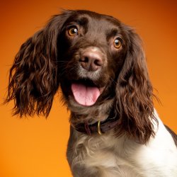 Classes only Puppy Infant School wednesday 6pm rolling group