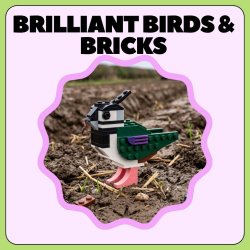 Summer Fun at the Bay: Brilliant Birds & Bricks
