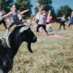 Goat Yoga at Hartford Orchards