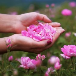 Hands with rose petals