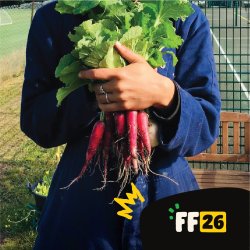 Growhampton: Harvest - Horseradish and Jerusalem Artichokes