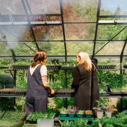 Dahlia Masterclass with Greystone Flowers