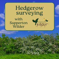 Hedge Survey Day with Sapperton Wilder