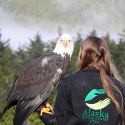 Alaska Raptor Experience