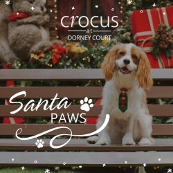 Santa Paws 🐾