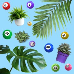 PLANT BINGO