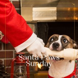 Santa Paws Sunday
