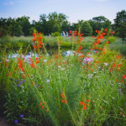 Xeriscape Your Landscape