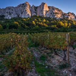Rhône Rendezvous