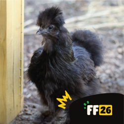 Growhampton: Meet our Campus Chickens