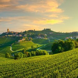 Truffles, Tar & Roses: A Piedmont Legends Dinner