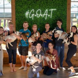 Mini Goat Yoga
