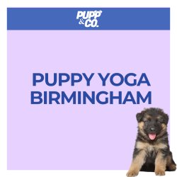 Puppy Yoga