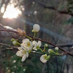 Botanical Skills NI: The First Signs of Spring