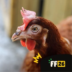 Growhampton: Chicken Volunteer Training