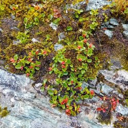 Salix herbacea (Least Willow)