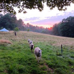 A flock of sheep moves through a pasture at sunset.